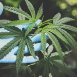 Hybrid Cannabis Strains Online
